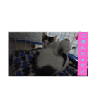 Neko！！！！！！！！！（個別スタンプ：6）
