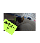 Neko！！！！！！！！！（個別スタンプ：10）
