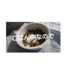 Neko！！！！！！！！！（個別スタンプ：11）