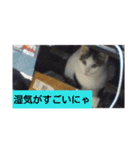 Neko！！！！！！！！！（個別スタンプ：12）