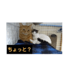 Neko！！！！！！！！！（個別スタンプ：15）