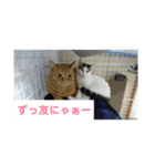 Neko！！！！！！！！！（個別スタンプ：16）