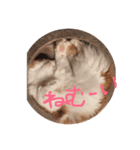 なんだって？（個別スタンプ：1）