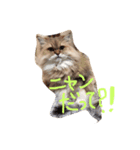 なんだって？（個別スタンプ：3）