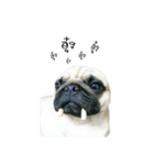 Kanoon the crazy Pug（個別スタンプ：1）