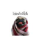 Kanoon the crazy Pug（個別スタンプ：7）