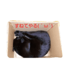 BlackcatJAPAN（個別スタンプ：3）