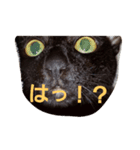 BlackcatJAPAN（個別スタンプ：6）