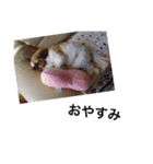 ペロッとぺこちゃん(シーズー)（個別スタンプ：15）