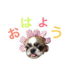 ペロッとぺこちゃん(シーズー)（個別スタンプ：24）
