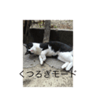 おうちの動物たちの日常（個別スタンプ：6）