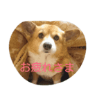 3CORGI（個別スタンプ：1）