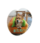 3CORGI（個別スタンプ：5）