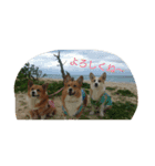 3CORGI（個別スタンプ：7）