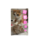 DoDo is short-legged cat（個別スタンプ：7）