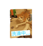 DoDo is short-legged cat（個別スタンプ：10）