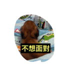 Eric dachshund dog（個別スタンプ：3）