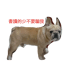 adog（個別スタンプ：2）