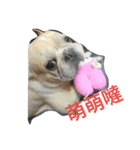 adog（個別スタンプ：3）