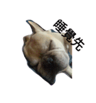 adog（個別スタンプ：5）