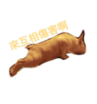 adog（個別スタンプ：6）
