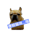 adog（個別スタンプ：7）
