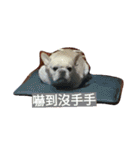 adog（個別スタンプ：9）