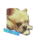 adog（個別スタンプ：10）