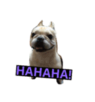 adog（個別スタンプ：11）