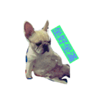 adog（個別スタンプ：12）