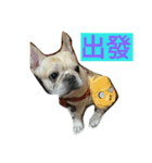 adog（個別スタンプ：13）