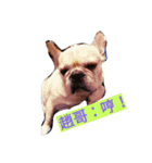 adog（個別スタンプ：16）