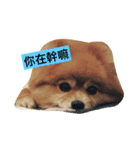 HaRu cute dog（個別スタンプ：1）