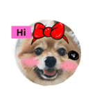 HaRu cute dog（個別スタンプ：5）