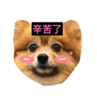 HaRu cute dog（個別スタンプ：13）