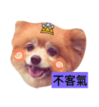 HaRu cute dog（個別スタンプ：19）