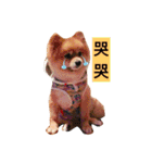 HaRu cute dog（個別スタンプ：20）