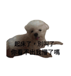 Fat dog's words（個別スタンプ：3）