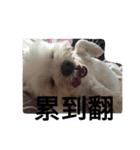 Fat dog's words（個別スタンプ：11）