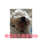 Fat dog's words（個別スタンプ：14）