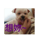 Fat dog's words（個別スタンプ：18）