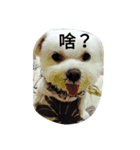 Fat dog's words（個別スタンプ：21）