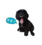 Cute Toy Poodle！Godiva！（個別スタンプ：1）