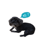 Cute Toy Poodle！Godiva！（個別スタンプ：8）