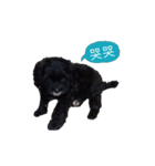 Cute Toy Poodle！Godiva！（個別スタンプ：9）