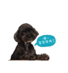 Cute Toy Poodle！Godiva！（個別スタンプ：13）