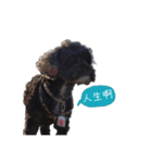 Cute Toy Poodle！Godiva！（個別スタンプ：17）