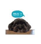 Cute Toy Poodle！Godiva！（個別スタンプ：19）