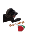 Cute Toy Poodle！Godiva！（個別スタンプ：30）