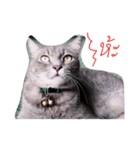 Ang pao cat（個別スタンプ：1）